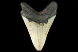 Fossil Megalodon Tooth - North Carolina #124690-2